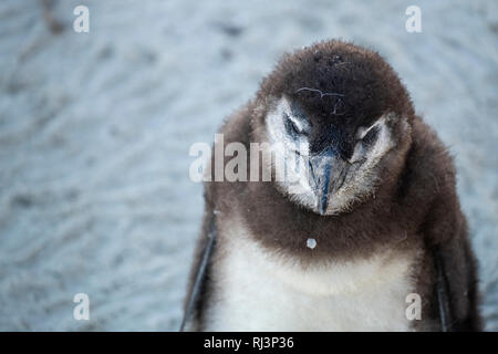 Pinguin Küken am Strand Stockfoto