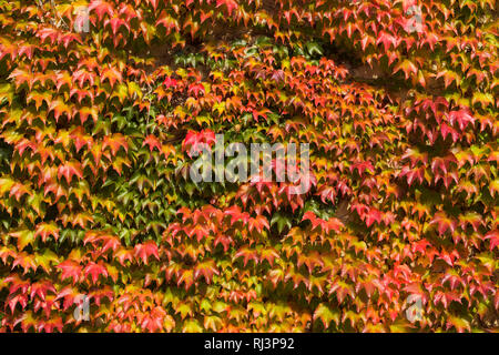 Japanische Kriechgang, Parthenocissus tricuspidata, Blätter an der Wand im Herbst Stockfoto