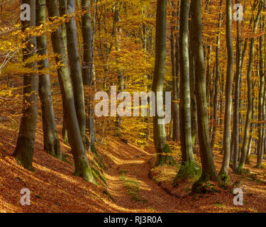 Pfad in Buchenwald im Herbst, Spessart, Bayern, Deutschland Stockfoto