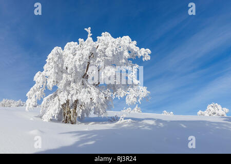 Schnee bedeckt Buche, Winbuche, im Winter, Schauinsland, Schwarzwald, Freiburg im Breisgau, Baden Württemberg, Deutschland Stockfoto