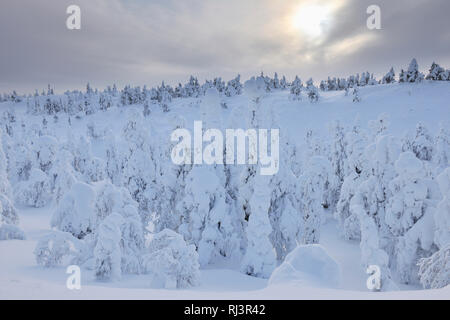 Schneebedeckte Bäume, Winter, Rukatunturi, Ruka, Kuusamo, Nordoesterbotten, Suomi, Finnland Stockfoto