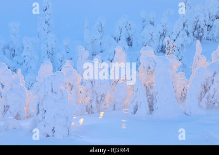 Verschneite Bäume bei Sonnenuntergang, Winter, Rukatunturi, Ruka, Kuusamo, Nordoesterbotten, Europa, Finnland Stockfoto