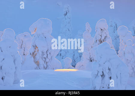 Verschneite Bäume bei Sonnenuntergang, Winter, Rukatunturi, Ruka, Kuusamo, Nordoesterbotten, Europa, Finnland Stockfoto