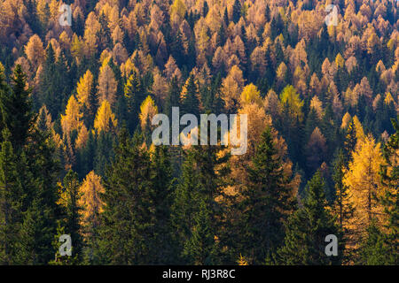 Herbstlich gefärbten Bergwald mit Lärchen, Cadore, Misurina, Belluno, Venetien, Dolomiten, Italien, Europa Stockfoto