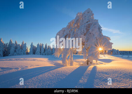Schnee bedeckt Buche, Winbuche, bei Sonnenaufgang im Winter, Schauinsland, Schwarzwald, Freiburg im Breisgau, Baden Württemberg, Deutschland Stockfoto