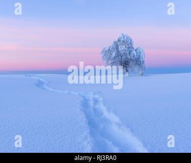 Schnee bedeckt Buche, Winbuche, mit Spur im Schnee, in der Dämmerung, Winter, Schauinsland, Schwarzwald, Freiburg im Breisgau, Baden-Württemberg, Deutsch Stockfoto