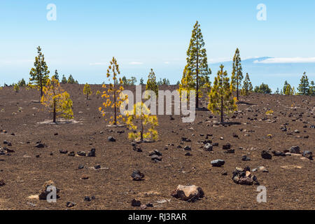 Die vulkanische Landschaft mit Pinien, Parque Nacional del Teide, Teneriffa, Kanarische Inseln, Spanien Stockfoto