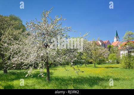 Altstadt und Kirche Mariä Himmelfahrt, Stühlingen, Landkreis Konstanz, Baden-Württemberg, Deutschland Stockfoto
