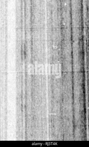 . Das große Spiel von Nordamerika [microform]: seine Gewohnheiten, Habitat, spukt, und Eigenschaften: Wie, Wann und Wo Es zu jagen. Jagd; Jagd; Big Game Big game Jagd; Jagd; Chasse; Chasse; Chasse Au Gros gibier; Chasse Au Gros gibier. ^ "TIIK LYXX. 447 rock Projekte fast oben, Tlie perpendiciihuly foot-Prints der Luchs, oder einige andere hirge Tier, direkt zu Ihr führen, und über ihm thei 'e gibt keine Ti'acks. Das Gesicht der Veteran, sntfused benignantly, mit einem Lächeln, ist gegen mich gekehrt. "Es gibt unseren varmint; aber wie wir tlierei erhalten - das ist hier die Frage." Die Seiten von Th Stockfoto