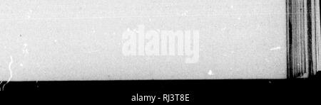 . Das große Spiel von Nordamerika [microform]: seine Gewohnheiten, Habitat, spukt, und Eigenschaften: Wie, Wann und Wo Es zu jagen. Jagd; Jagd; Big Game Big game Jagd; Jagd; Chasse; Chasse; Chasse Au Gros gibier; Chasse Au Gros gibier. Krokodil - SnOOTIXG in FLdKIDA, 659'Gator normalerweise sinkt, sobald getötet, wenn seine luugs nicht mit Luft gefüllt, und für den Fall, Sie sind so gefüllt, ist es wahrscheinlich, sobald das Tier ist tot zu entkommen. Wenn Sie nicht zu wild, können Sie in einem Boot evo^ in plain Sight angefahren werden; aber das hängt davon ab, wie viel sie beschossen wurden. Wie alle Reptilien, Sie Lear Stockfoto