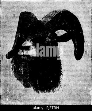 . Das große Spiel von Nordamerika [microform]: seine Gewohnheiten, Habitat, spukt, und Eigenschaften: Wie, Wann und Wo Es zu jagen. Jagd; Jagd; Big Game Big game Jagd; Jagd; Chasse; Chasse; Chasse Au Gros gibier; Chasse Au Gros gibier. Der Sultan von Chopaca. Masse. ^ Miller denkt, der Sheej) war fast tot, als er (U) wn begonnen, und ist sich sicher, dass er nicht mehr als eine Masse von Wurst, als er den Fuß erreicht, Liegen, sagte, daß er nicht Jagd war diese Art von Fleisch, und wäre nicht gegangen sind, heathenish Hill-side nach ihm wenn es hatte h^en drei Fässer von ihm. Wir nahmen den Kopf, Haut und Stockfoto