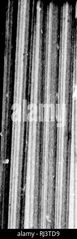 . Das große Spiel von Nordamerika [microform]: seine Gewohnheiten, Habitat, spukt, und Eigenschaften: Wie, Wann und Wo Es zu jagen. Jagd; Jagd; Big Game Big game Jagd; Jagd; Chasse; Chasse; Chasse Au Gros gibier; Chasse Au Gros gibier. t j; "Ich^^. 348 BIO SPIEL VON NORDAMERIKA. Die Heimat der Bergziege umgibt. Unter tliese schroffe Gipfel, es gibt wenig für die Habgier des Menschen zu begehren oder seine Hand zu entwickeln; und, unter Berücksichtigung all dieser Tatsachen berücksichtigt, kann es sicher sein, um vorauszusagen, dass die weiße Ziege von British Columbia bestehen wird, wenn alle größeren Tiere der Fores Stockfoto