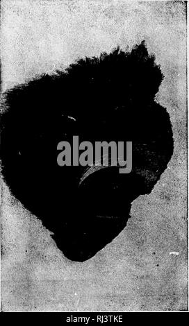 . Das große Spiel von Nordamerika [microform]: seine Gewohnheiten, Habitat, spukt, und Eigenschaften: Wie, Wann und Wo Es zu jagen. Jagd; Jagd; Big Game Big game Jagd; Jagd; Chasse; Chasse; Chasse Au Gros gibier; Chasse Au Gros gibier. V.. Bitte beachten Sie, dass diese Bilder sind von der gescannten Seite Bilder, die digital für die Lesbarkeit verbessert haben mögen - Färbung und Aussehen dieser Abbildungen können nicht perfekt dem Original ähneln. extrahiert. Schilde, G.O. (George Oliver), 1846-1925; Caton, John Dean, 1812-1895. Chicago; New York: Rand McNally Stockfoto