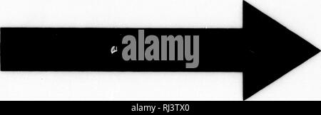 . Das große Spiel von Nordamerika [microform]: seine Gewohnheiten, Habitat, spukt, und Eigenschaften: Wie, Wann und Wo Es zu jagen. Jagd; Jagd; Big Game Big game Jagd; Jagd; Chasse; Chasse; Chasse Au Gros gibier; Chasse Au Gros gibier. . Bitte beachten Sie, dass diese Bilder sind von der gescannten Seite Bilder, die digital für die Lesbarkeit verbessert haben mögen - Färbung und Aussehen dieser Abbildungen können nicht perfekt dem Original ähneln. extrahiert. Schilde, G.O. (George Oliver), 1846-1925; Caton, John Dean, 1812-1895. Chicago; New York: Rand McNally Stockfoto