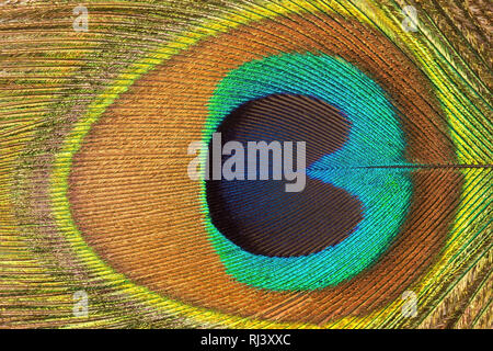 Pfauenfeder Nahaufnahme Textur Stockfoto