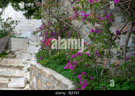 Aus kalten Toronto war es ein besonderes Vergnügen schöne voll erblühte Büsche von Bougainvilleas auf Hydra zu sehen Stockfoto