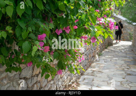 Aus kalten Toronto war es ein besonderes Vergnügen schöne voll erblühte Büsche von Bougainvilleas auf Hydra zu sehen Stockfoto