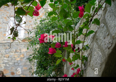 Aus kalten Toronto war es ein besonderes Vergnügen schöne voll erblühte Büsche von Bougainvilleas auf Hydra zu sehen Stockfoto