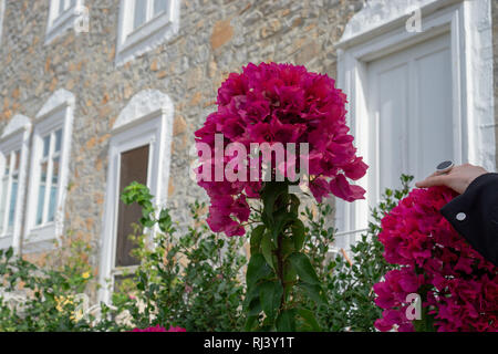 Aus kalten Toronto war es ein besonderes Vergnügen schöne voll erblühte Büsche von Bougainvilleas auf Hydra zu sehen Stockfoto