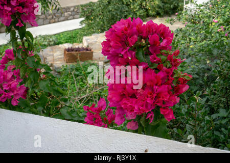 Aus kalten Toronto war es ein besonderes Vergnügen schöne voll erblühte Büsche von Bougainvilleas auf Hydra zu sehen Stockfoto