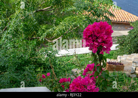 Aus kalten Toronto war es ein besonderes Vergnügen schöne voll erblühte Büsche von Bougainvilleas auf Hydra zu sehen Stockfoto