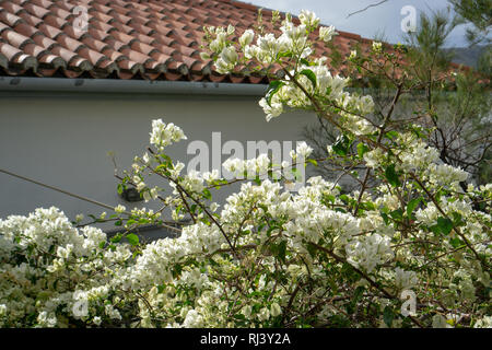 Aus kalten Toronto war es ein besonderes Vergnügen schöne voll erblühte Büsche von Bougainvilleas auf Hydra zu sehen Stockfoto