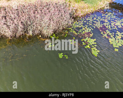 Trockenes Schilf in den kleinen Park Teich im sonnigen und windigen Herbsttag. Luftaufnahme Stockfoto