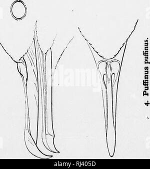 . Ein Handbuch für nordamerikanische Vögel [microform]. Vögel, Ornithologie; Oiseaux; Ornithologie. . Bitte beachten Sie, dass diese Bilder sind von der gescannten Seite Bilder, die digital für die Lesbarkeit verbessert haben mögen - Färbung und Aussehen dieser Abbildungen können nicht perfekt dem Original ähneln. extrahiert. Ridgway, Robert, 1850-1929. Philadelphia: Lippincott J.B. Stockfoto