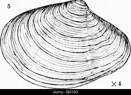 . Revision der Tiefwasser mollusca der Atlantischen Küste von
