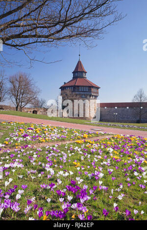 Krokuswiese am Dicken Turm an der Esslinger Burg, Esslingen am Neckar, Baden-Württemberg, Deutschland Stockfoto