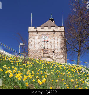 Blumenwiese mit Narzissen am Pliensauturm, Esslingen am Neckar, Baden-Württemberg, Deutschland Stockfoto