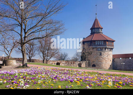 Krokuswiese am Dicken Turm an der Esslinger Burg, Esslingen am Neckar, Baden-Württemberg, Deutschland Stockfoto