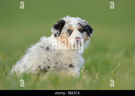 Australian Shepherd, Welpe, Porträt, Blickkontakt, Stockfoto