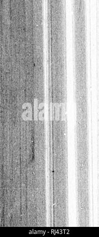 . Des Pferdes Freund [microform]: Die einzige praktikable Methode der Erziehung der Pferde und die Beseitigung der lasterhaften Gewohnheiten, durch eine Vielzahl von wertvollen Rezepte gefolgt, Anweisungen in farriery, Pferd - Shoking, die neuesten Regeln der Trab, und die Aufzeichnung von schnellen Pferden bis zu 1876. Pratt, O.S., b. 1835; Pratt, O.S., né 1835; Pferd; Pferde; Chevaux; Chevaux. w. Bitte beachten Sie, dass diese Bilder sind von der gescannten Seite Bilder, die digital für die Lesbarkeit verbessert haben mögen - Färbung und Aussehen dieser Abbildungen können nicht perfekt dem Original ähneln. extrahiert. Pratt, O.S., Stockfoto