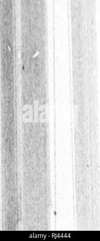 . Des Pferdes Freund [microform]: Die einzige praktikable Methode der Erziehung der Pferde und die Beseitigung der lasterhaften Gewohnheiten, durch eine Vielzahl von wertvollen Rezepte gefolgt, Anweisungen in farriery, Pferd - Shoking, die neuesten Regeln der Trab, und die Aufzeichnung von schnellen Pferden bis zu 1876. Pratt, O.S., b. 1835; Pratt, O.S., nÃ©1835; Pferd; Pferde; Chevaux; Chevaux. Â^f1M il lit. Ii. Bitte beachten Sie, dass diese Bilder aus gescannten Seite Bilder, die digital für die Lesbarkeit verbessert haben mögen - Färbung und Aussehen dieser Abbildungen können nicht genau mit dem ursprünglichen wor ähneln extrahiert werden Stockfoto