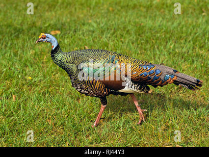 Pavo Ocelado, Pfauentruthuhn, Agriocharis ocellata, Stockfoto