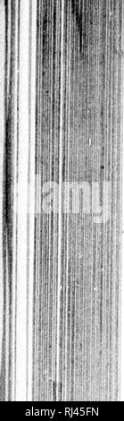 . Un voyage À la mer Polaire sur les navires de S.M.B. l'alerte et la Dekor couverte, (1875-1876) [microforme]. Alerte (Navire); Entdeckung (Navire); Alert(Schiff); Entdeckung (Schiff), Sciences Naturelles; Natural History. r' fl 62 UN VOYAGE À LA MER POLAIRE. Moss. Lo rÃ©cit de Notre voyage fut placÃ© dans un petit Cairn Ã©rigÃ© sur l'Ã©Peron de Collines calcaires qui l'Orme la Rive ouest de la Haie, soixante-Cinq mfctres au-dessus du Niveau de la Haute mer. La glace se dilatait, formant À § h et lÃ des Couloirs praticahles dans la Direction du Cap Prescott; Les navires sortirent du Golfe à toute Stockfoto