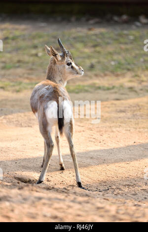 Kropfgazelle, Gazella subgutturosa, Sand, seitlich, stehen Stockfoto