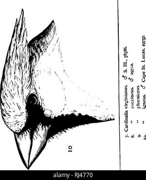 . Eine Geschichte der nordamerikanische Vögel [microform]: Land der Vögel. Vögel, Ornithologie; Oiseaux; Ornithologie. . Bitte beachten Sie, dass diese Bilder sind von der gescannten Seite Bilder, die digital für die Lesbarkeit verbessert haben mögen - Färbung und Aussehen dieser Abbildungen können nicht perfekt dem Original ähneln. extrahiert. Baird, Spencer F., 1823-1887; Brauer, T.M. (Thomas Mayo), 1814-1880; Ridgway, Robert, 1850-1929. Boston: Little, Brown Stockfoto