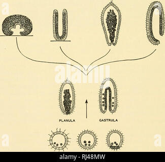 . Stellung Anatomie. Chordata; Anatomie, Vergleichende. Polypen PLATTWURM. BLASTULAE Abb. 374.- ein Diagramm mit hypothetischen Phasen in der Abstammung der Schwämme, Hohltiere, Plattwürmer und chordates. Eine solche Serie ist offenbar hauptsächlich auf embryologische Beweis basiert. Wenn das Diagramm richtig stellt die frühen Phasen der Phylogenese, chordates haben von anderen Stämmen früher als morphologen Split allgemein angenommen haben und nicht einmal Hohltiere oder plattwürmer kann gesagt werden Vorfahren für chordates zu sein. (Gezeichnet nach H. E. Ziegler.) Vorfahren der chordates. Damit die Phylogenese Stockfoto