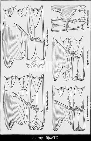 . Ein Handbuch für nordamerikanische Vögel [microform]. Vögel, Ornithologie; Oiseaux; Ornithologie. . Bitte beachten Sie, dass diese Bilder sind von der gescannten Seite Bilder, die digital für die Lesbarkeit verbessert haben mögen - Färbung und Aussehen dieser Abbildungen können nicht perfekt dem Original ähneln. extrahiert. Ridgway, Robert, 1850-1929. Philadelphia: Lippincott J.B. Stockfoto