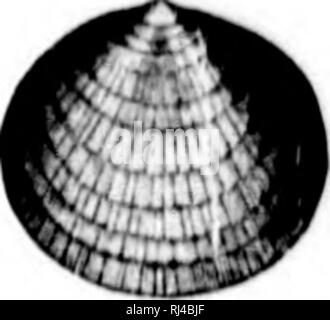 . 2. Beitrag zu den Studien über die Cambrian Faunen der Nordamerika [microform]. Paläontologie; Arthropoda, Fossil; Arthropoda, Fossil; Paléontologie; Arthropodes Fossilien; Arthropodes Fossilien. . Bitte beachten Sie, dass diese Bilder sind von der gescannten Seite Bilder, die digital für die Lesbarkeit verbessert haben mögen - Färbung und Aussehen dieser Abbildungen können nicht perfekt dem Original ähneln. extrahiert. Walcott, Charles D. (Charles Doolittle), 1850-1927; in den Vereinigten Staaten. Geological Survey. Washington: G. S. O. Stockfoto