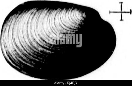 . 2. Beitrag zu den Studien über die Cambrian Faunen der Nordamerika [microform]. Paläontologie; Arthropoda, Fossil; Arthropoda, Fossil; Paléontologie; Arthropodes Fossilien; Arthropodes Fossilien. . Bitte beachten Sie, dass diese Bilder sind von der gescannten Seite Bilder, die digital für die Lesbarkeit verbessert haben mögen - Färbung und Aussehen dieser Abbildungen können nicht perfekt dem Original ähneln. extrahiert. Walcott, Charles D. (Charles Doolittle), 1850-1927; in den Vereinigten Staaten. Geological Survey. Washington: G. S. O. Stockfoto