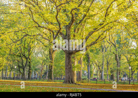 Bäume stehen hoch mit Zweige, die Breite und gelbe Blätter im Herbst Saison im Central Park, New York City hängt. Stockfoto