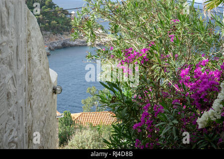 Aus kalten Toronto war es ein besonderes Vergnügen schöne voll erblühte Büsche von Bougainvilleas auf Hydra zu sehen Stockfoto