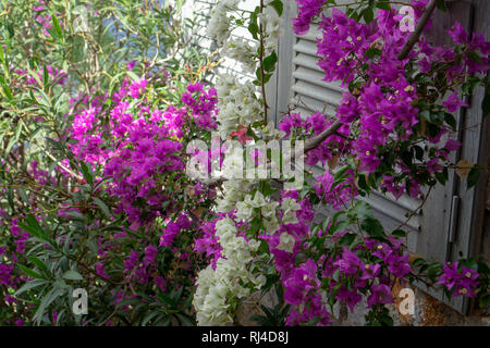 Aus kalten Toronto war es ein besonderes Vergnügen schöne voll erblühte Büsche von Bougainvilleas auf Hydra zu sehen Stockfoto