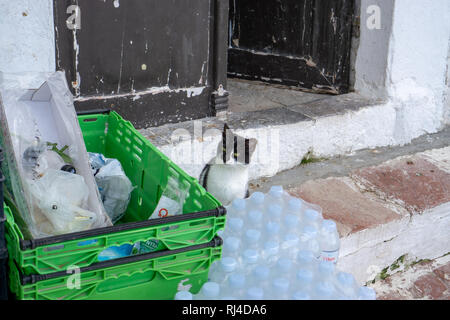 Katzen, die offensichtlich glücklich sind, sind überall auf der Insel Hydra. Die Einheimischen nehmen sehr gut um Sie kümmern und die Katzen erwidere mit Zuneigung. Stockfoto