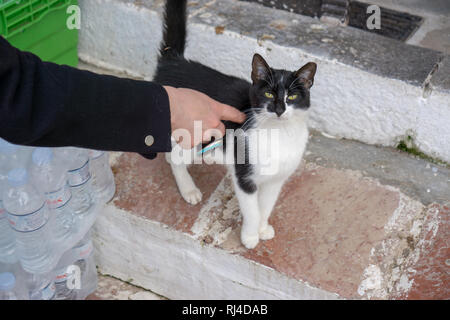 Katzen, die offensichtlich glücklich sind, sind überall auf der Insel Hydra. Die Einheimischen nehmen sehr gut um Sie kümmern und die Katzen erwidere mit Zuneigung. Stockfoto