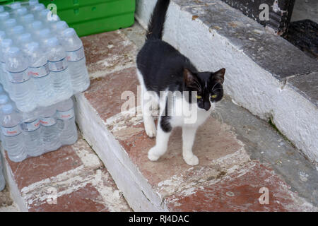 Katzen, die offensichtlich glücklich sind, sind überall auf der Insel Hydra. Die Einheimischen nehmen sehr gut um Sie kümmern und die Katzen erwidere mit Zuneigung. Stockfoto