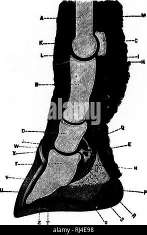 . Des Pferdes Freund [microform]: Die einzige praktikable Methode der Erziehung der Pferde und die Beseitigung der lasterhaften Gewohnheiten, durch eine Vielzahl von wertvollen Rezepte gefolgt, Anweisungen in farriery, Pferd - Shoking, die neuesten Regeln der Trab, und die Aufzeichnung von schnellen Pferden bis zu 1876. Pratt, O.S., b. 1835; Pratt, O.S., né 1835; Pferd; Pferde; Chevaux; Chevaux. T "^494 HORSESHOEING. Nr. 33. • Ich ii. Abschnitt von der Fessel und andere Knochen, Bändern, etc.. Bitte beachten Sie, dass diese Bilder aus gescannten Seite Bilder, die digital für die Lesbarkeit verbessert haben mögen - Färbung und extrahiert werden Stockfoto